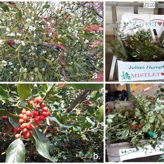 (A) Mistletoe and (B) holly berries growing on female plants in situ ...