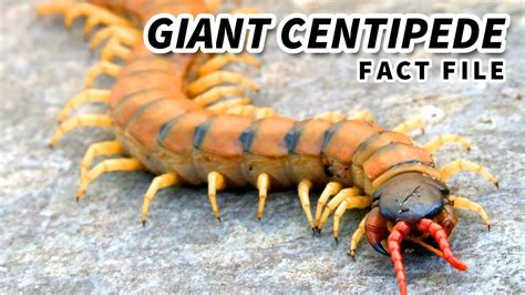 Giant Centipede