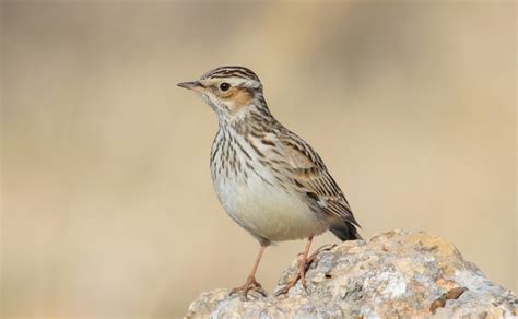 Woodlark Facts: Identification, Diet, Migration Info etc. - Binocular Base