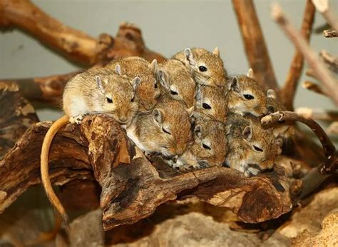 Mongolian Gerbil - Facts, Diet, Habitat & Pictures on Animalia.bio