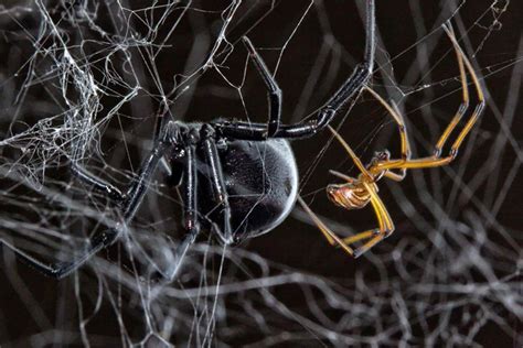 How Male Black Widow Spiders Find and Mate with Females