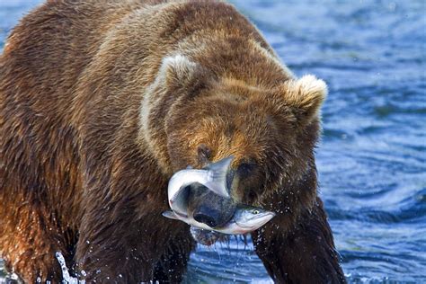 Brown bears fishing for salmon by Michael Nolan - robertharding