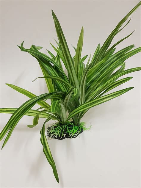 Long Leaf Plant – Family Pet Supplies