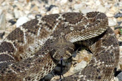 13 Deadly Animals in Texas That Can Easily Kill You