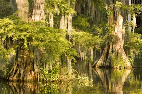 Pin by Spindaroos/Cycling Apparel For on Canvas transfer | Louisiana swamp, Louisiana, Cypress trees