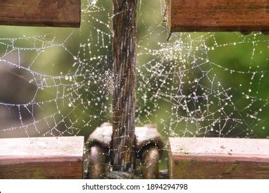 Spider Web Hanging Barn Royalty-Free Images, Stock Photos & Pictures | Shutterstock