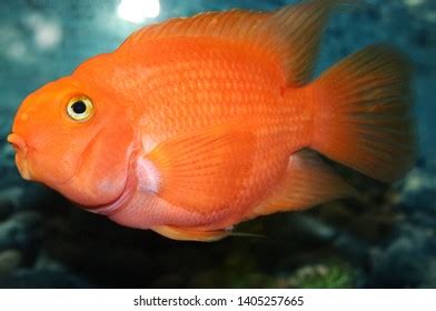 Big Orange Fish Aquarium Stock Photo 1405257665 | Shutterstock