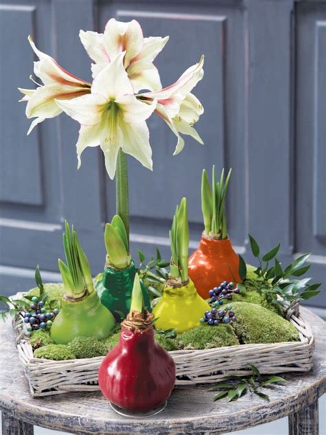 Waterless Waxed Amaryllis Color Mix | Gardener’s Supply | Amaryllis ...