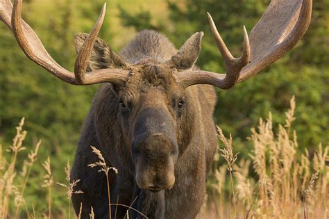 Moose Bull With Antlers,chugach State by Eastcott Momatiuk