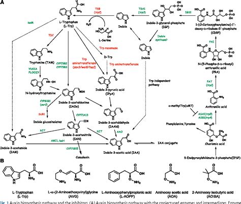 Figure 1 from Auxin biosynthesis inhibitors, identified by a genomics-based approach, provide ...