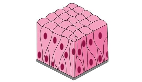 Epitelio cilíndrico pseudoestratificado / tipos, función