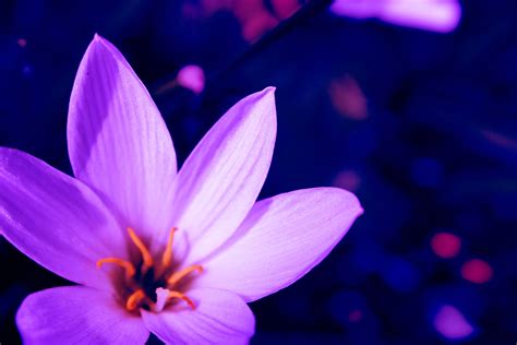 Lavender Flower Free Stock Photo - Public Domain Pictures