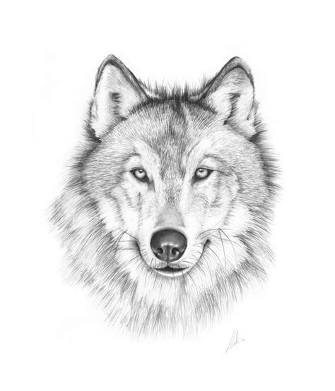 1000 Ideas About Wolf Drawing Easy On Pinterest Anime Wolf - 736x861 ...