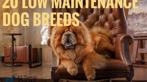 Lazy Dog Breeds: 20 Low Maintenance Dogs For Busy People | All Things Dogs