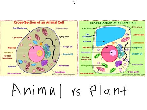 Plant cell vs animal cell | ShowMe