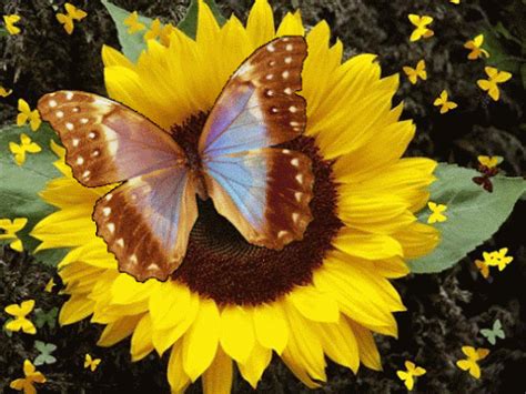 GIFS HERMOSOS: mariposas en moviietno encontradas en la web | Imagenes ...