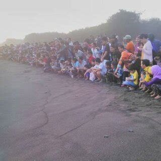 Release program of hatchling, annually in Bantul Beaches from 2013-now. | Download Scientific ...