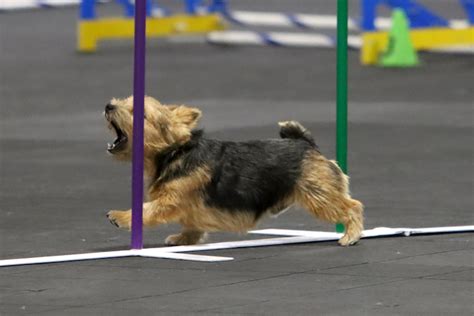 Three-Legged Norwich Terrier Competes as First 'Tripod' in Agility History