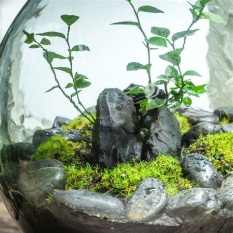 10 Easy Closed Terrarium Plants | Sprouts and Stems