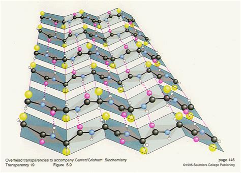 Beta-Pleated Sheet