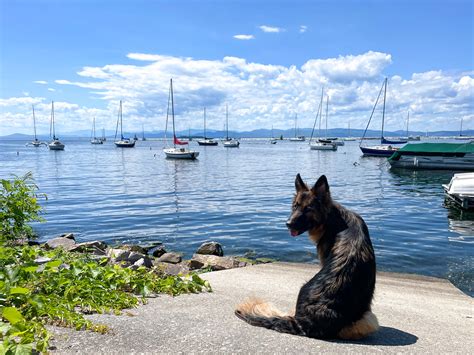 Dog Friendly Guide to Burlington, VT - Mapped by Megan