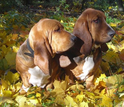 Basset Hound Grooming: Tips on Shedding, Bathing and More