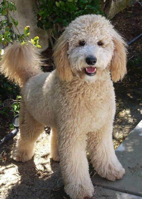 50Doodle Haircuts Chien Goldendoodle, Goldendoodle Haircuts, Goldendoodle Grooming, Bernedoodle ...