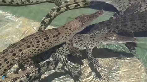 Hunter Become Prey Jaguar Hunting Crocodile Underwater Best Attack Animal - YouTube