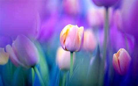 482 Tulip HD Wallpapers | Backgrounds - Wallpaper Abyss