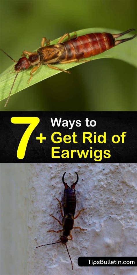 8+ Ways to Get Rid of Earwigs