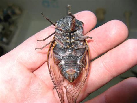 What is the loudest cicada? – Cicada Mania