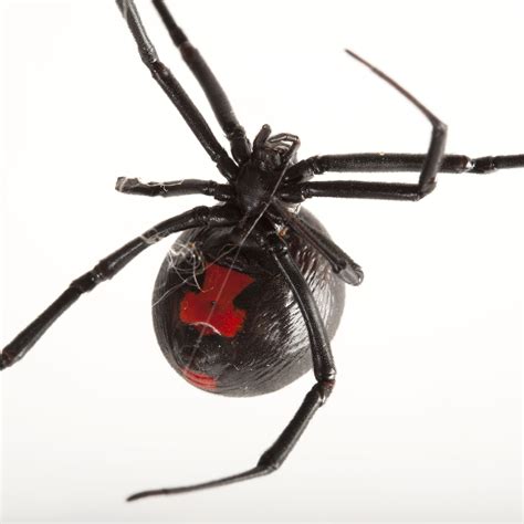 Black Widow Spider Classification