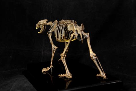 VWUVWU 1/10 Arctodus simus Skeleton Model – Lana Time Shop