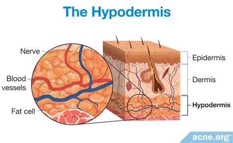 Hypodermis Diagram