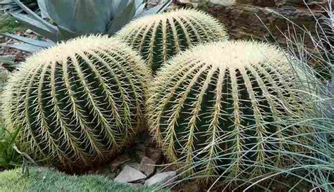 47 Desert Plants (With Pictures and Names) - Identification Guide