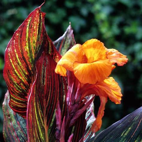 Canna Tropicanna 9cm | YouGarden