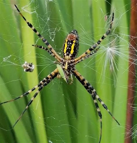Argiope Aurantia - Black and Yellow Garden Spider - USA Spiders