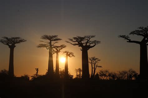 The Avenue of Baobabs: Magical sunsets - Beyonder