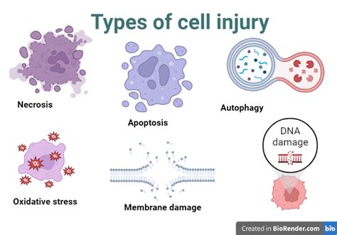 Cell injury- Introduction, Causes, Types, Mechanism, Morphology - Sciencevivid