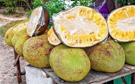 Karnataka farmer to earn Rs 10 lakh from jackfruit tree his father ...