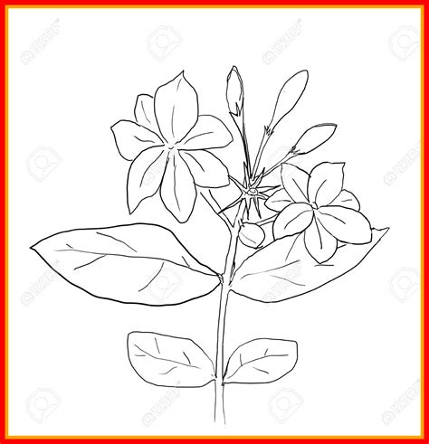 Sampaguita Flower Drawing | Best Flower Site