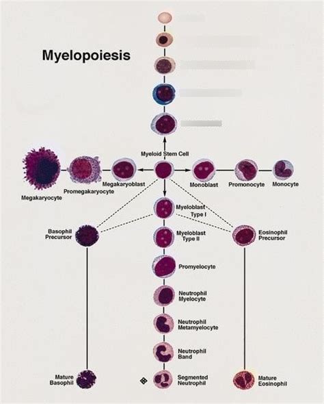 Lec E - Erythropoiesis Diagram | Quizlet