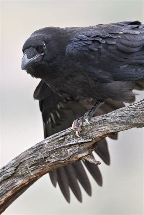 1000+ images about Raven/Crow on Pinterest