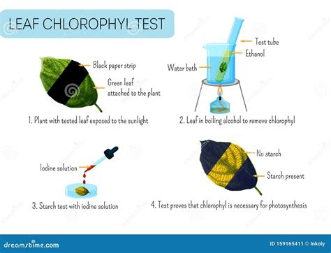 Leaf Chlorophyll Test. School Scientific Experiment Proves ...