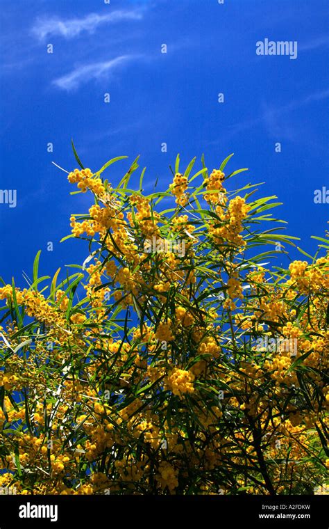 Australia s National flower the Yellow wattle tree in bloom in Australian skies Stock Photo - Alamy