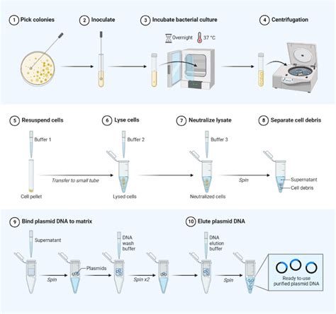 Plasmid Purification (Miniprep) Protocol | BioRender Science Templates