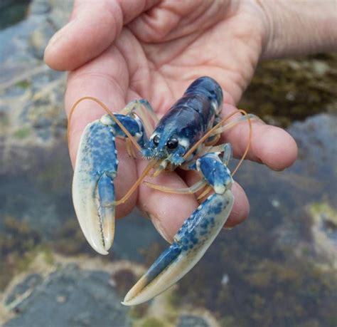 Rare juvenile blue lobster found in a tidal pool Thresher Shark, Tidal ...