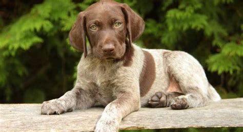 German Shorthaired Pointer Mix.Meet Benny a Puppy for Adoption.