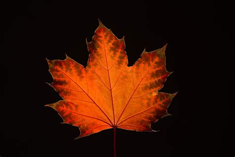 Maple Leaves in Fall - Steven Vandervelde Photography