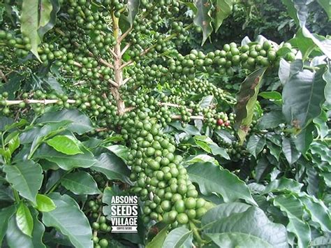 Fresh ripe Coffee Seed Beans For growing coffee plants,25+ Healthy hand picked seeds for ...